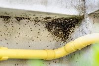 Structureel overlast van mieren door schimmel